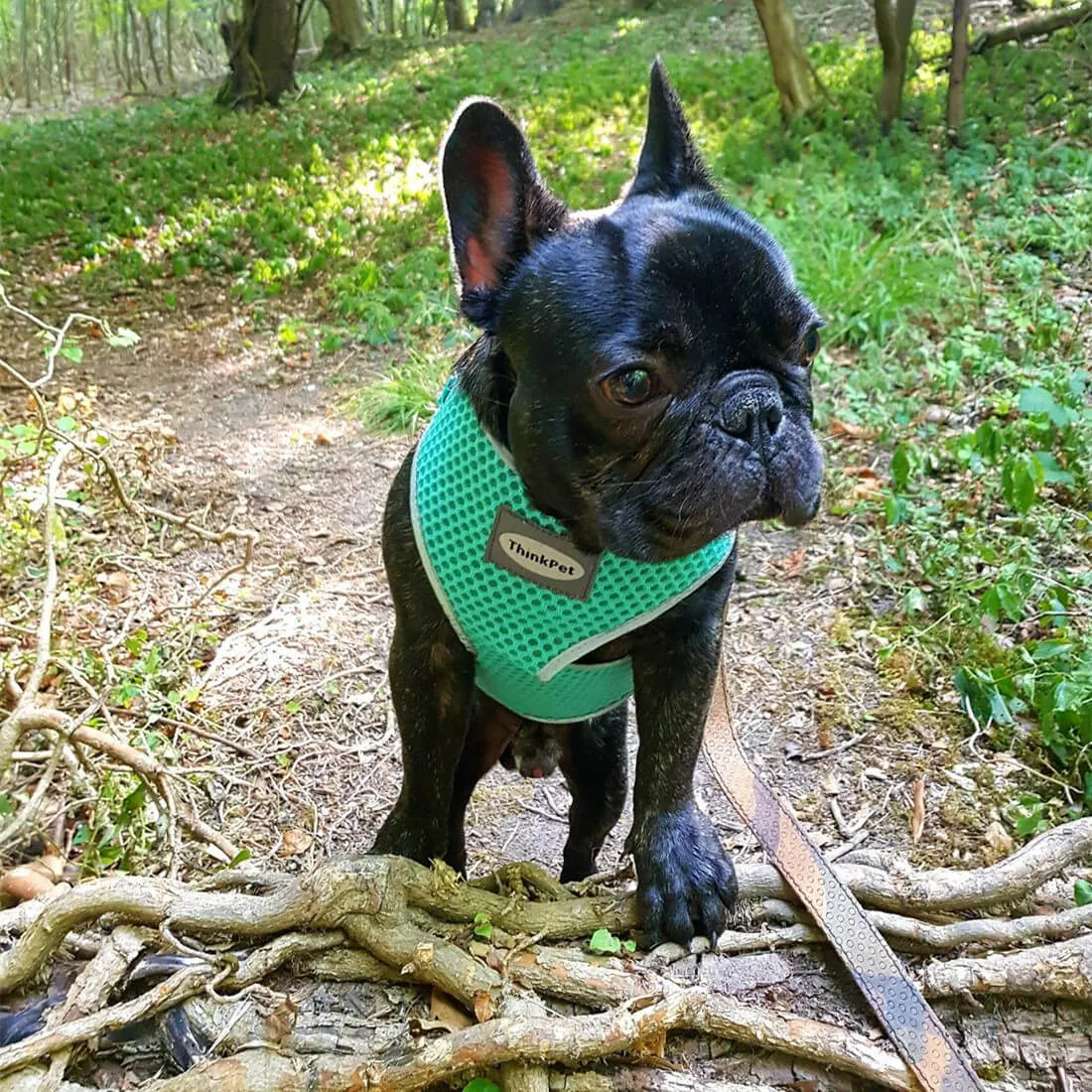 Small Dog Harness - Air Mesh Vest - for Small & Medium Dogs and Cats | ThinkPet